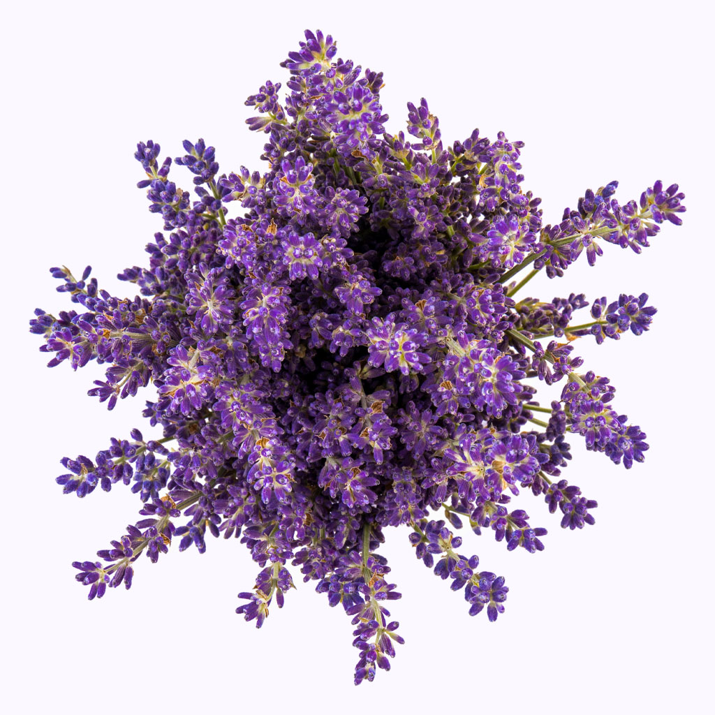 eoc-lavender_top_down-2